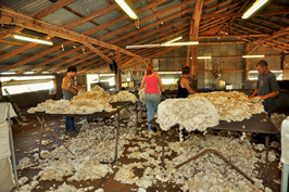 Steam Plains Shearing 022745 © Claire Parks Photography 